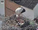 Capi_Dubne_20250531_165503.jpg