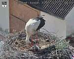 Capi_Dubne_20250531_170003.jpg