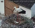 Capi_Dubne_20250531_170503.jpg