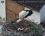 Capi_Dubne_20250531_171503.jpg
