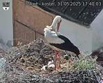 Capi_Dubne_20250531_174003.jpg