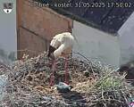 Capi_Dubne_20250531_175002.jpg