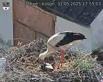 Capi_Dubne_20250531_175503.jpg