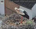 Capi_Dubne_20250531_180503.jpg