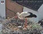 Capi_Dubne_20250531_181002.jpg