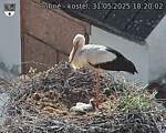 Capi_Dubne_20250531_182002.jpg