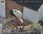Capi_Dubne_20250531_183003.jpg