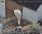 Capi_Dubne_20250531_183503.jpg