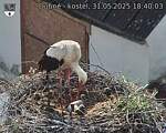 Capi_Dubne_20250531_184003.jpg