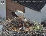 Capi_Dubne_20250531_184503.jpg