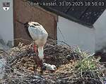 Capi_Dubne_20250531_185003.jpg