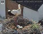 Capi_Dubne_20250531_185503.jpg