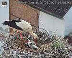 Capi_Dubne_20250531_190003.jpg