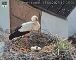 Capi_Dubne_20250531_190503.jpg