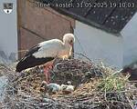 Capi_Dubne_20250531_191003.jpg