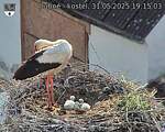 Capi_Dubne_20250531_191503.jpg