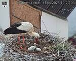 Capi_Dubne_20250531_192003.jpg