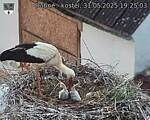 Capi_Dubne_20250531_192503.jpg