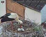 Capi_Dubne_20250531_193003.jpg