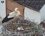 Capi_Dubne_20250531_193503.jpg