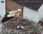 Capi_Dubne_20250531_194503.jpg