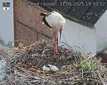Capi_Dubne_20250531_195002.jpg