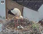 Capi_Dubne_20250531_195503.jpg