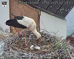 Capi_Dubne_20250531_201003.jpg