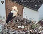 Capi_Dubne_20250531_202003.jpg