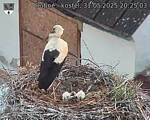 Capi_Dubne_20250531_202503.jpg