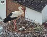 Capi_Dubne_20250531_203503.jpg