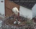 Capi_Dubne_20250531_204003.jpg