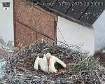 Capi_Dubne_20250531_205003.jpg