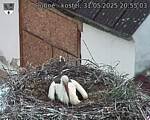 Capi_Dubne_20250531_205503.jpg