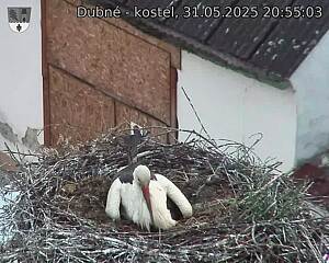 Capi_Dubne_20250531_205503.jpg (1350 x 1080)