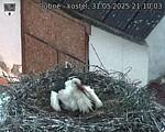 Capi_Dubne_20250531_211003.jpg