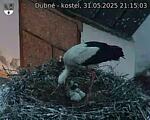 Capi_Dubne_20250531_211503.jpg