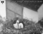 Capi_Dubne_20250531_212003.jpg