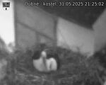 Capi_Dubne_20250531_212502.jpg