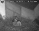 Capi_Dubne_20250531_213503.jpg
