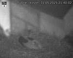Capi_Dubne_20250531_214002.jpg