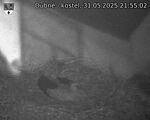 Capi_Dubne_20250531_215502.jpg