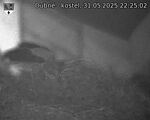 Capi_Dubne_20250531_222502.jpg