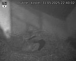 Capi_Dubne_20250531_224002.jpg