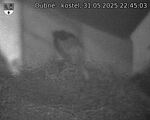 Capi_Dubne_20250531_224503.jpg