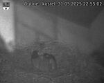 Capi_Dubne_20250531_225502.jpg