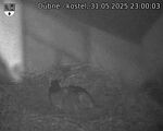 Capi_Dubne_20250531_230003.jpg