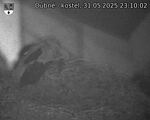 Capi_Dubne_20250531_231002.jpg