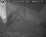 Capi_Dubne_20250531_231503.jpg