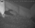 Capi_Dubne_20250531_232003.jpg